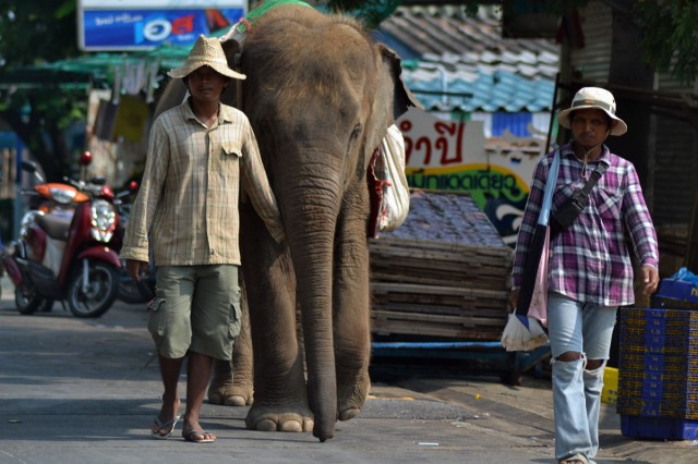 elefant Thailand