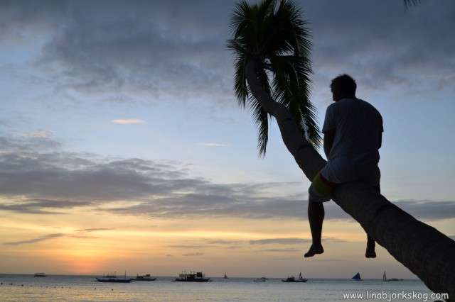 träd utsikt hav träd utsikt hav