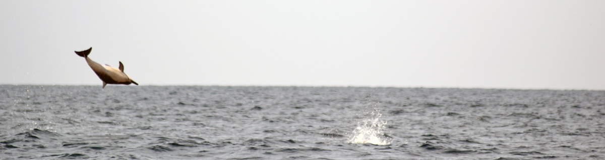 Vilda delfiner på nära håll